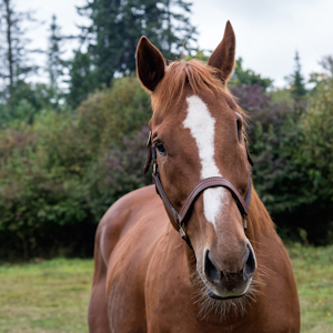 Comox Valley Therapeutic Riding Society 
